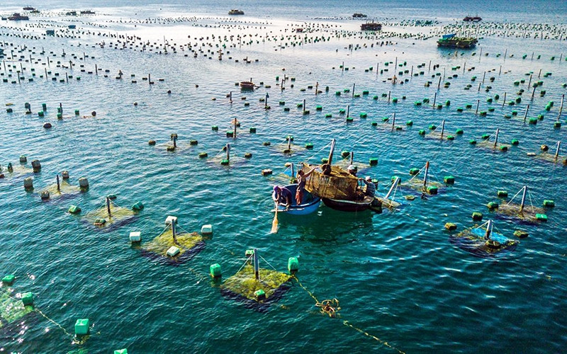 Mục tiêu đến năm 2030, diện tích nuôi biển đạt 300 nghìn ha, thể tích lồng nuôi 12 triệu m3, sản lượng nuôi biển đạt 1,45 triệu tấn. (Ảnh minh họa: TTXVN)