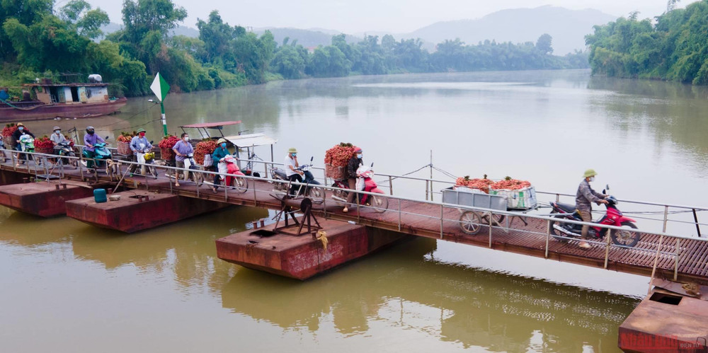Rực rỡ sắc đỏ tại "vương quốc" vải thiều Bắc Giang ảnh 17 17_vai_thieu_bac_giang-1623834761938.jpeg