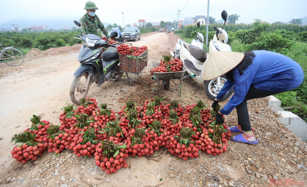 Rực rỡ sắc đỏ tại "vương quốc" vải thiều Bắc Giang ảnh 13 13_vai_thieu_bac_giang-1623834760726.jpeg