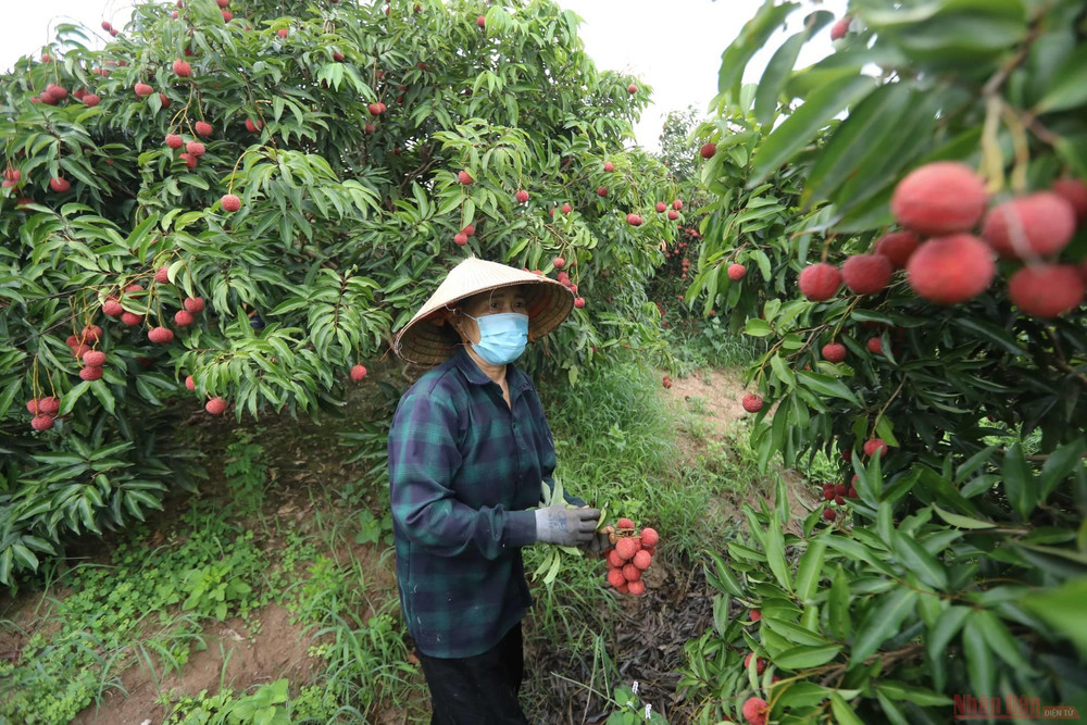 Rực rỡ sắc đỏ tại "vương quốc" vải thiều Bắc Giang ảnh 11 11_vai_thieu_bac_giang-1623834760038.jpeg