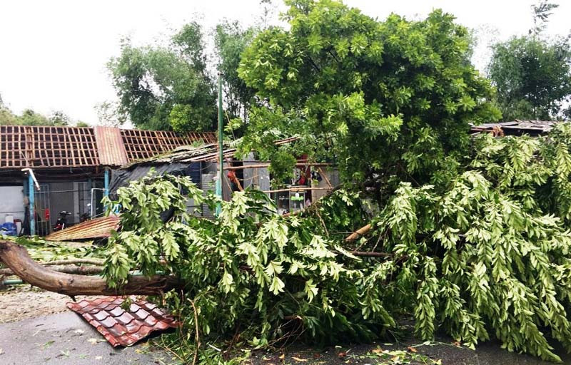 Hàng loạt cây xanh đổ la liệt, nhiều nhà cửa của dân bị tốc mái sau bão ở TP Huế. Thêm hai người tử vong liên quan bão số 5 tại Thừa Thiên Huế -0