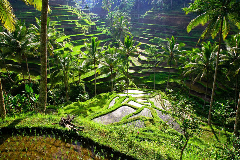 Ubud ở Bali, Indonesia đứng thứ 2 trong danh sách của T+L (Ảnh: GETTY/T+L) Hội An tiếp tục lọt danh sách thành phố tuyệt vời nhất châu Á -0