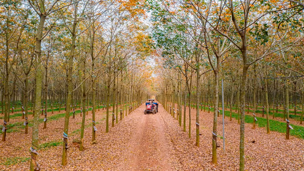 Trải nghiệm vẻ đẹp cao-su mùa thay lá ở Đồng Nai -0