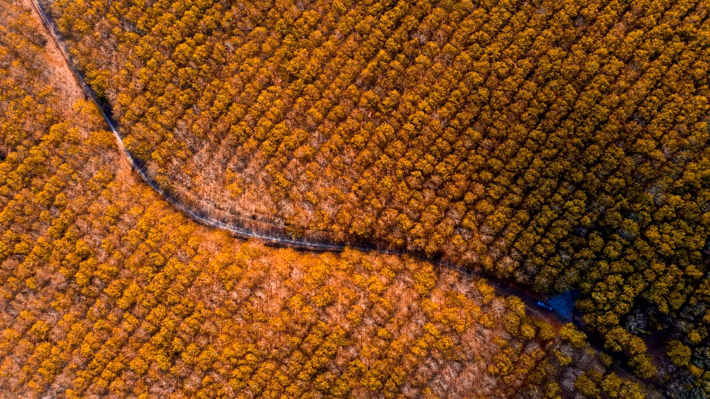 Trải nghiệm vẻ đẹp rừng cao-su mùa thay lá