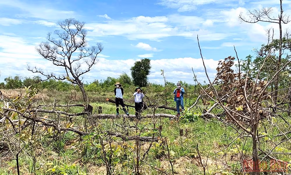 Bí thư Tỉnh ủy Đắk Lắk kiểm tra công tác điều tra vụ phá rừng quy mô lớn ở huyện Ea Súp -0