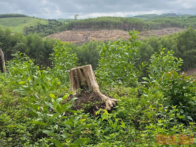 Cần điều tra vụ phá rừng phòng hộ quy mô lớn ở Phú Yên -0