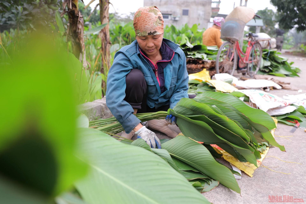 “Bình thường thì chúng tôi sẽ mang về nhà để rửa sạch bụi đất, tuy nhiên, do nhu cầu cao nên nhiều dân buôn chỉ yêu cầu bó lại để chuyển đi ngay cho kịp chuyến hàng”, bà Phượng, một người dân trong làng, nói. 8la_dong_trang_cat-1612948415339.jpg