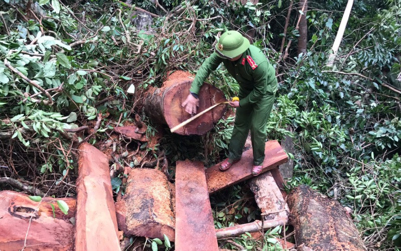 Hiện trường vụ phá rừng Trường Sơn bị phát hiện, bắt giữ. Quảng Bình bắt vụ phá rừng Trường Sơn quy mô lớn -0