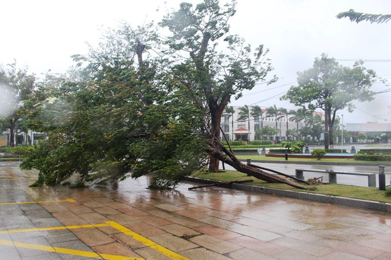 Một số cây xanh trên đường phố Tam Kỳ đã ngã đổ. Bão số 9 gây gió giật từng đợt và mưa lớn ở Quảng Nam -0
