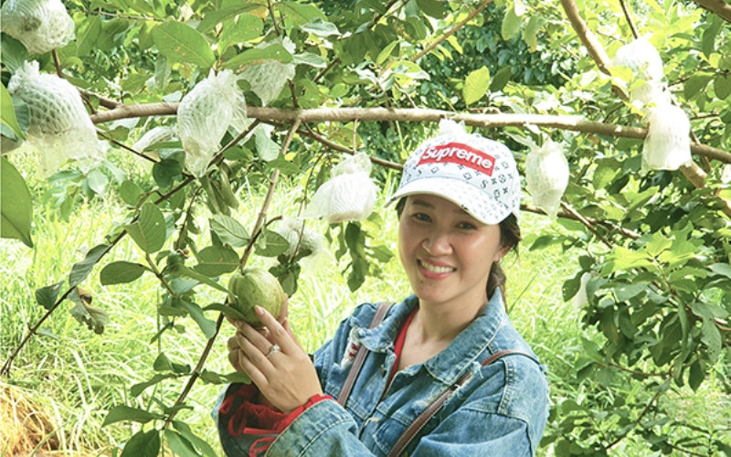 Tại một vườn cây ăn trái ở xã Vĩnh Hòa Hưng Nam. Đến với xứ Gò Quao -0