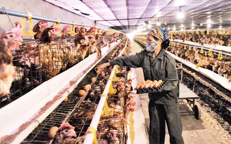 Mô hình nuôi gà theo công nghệ chăn nuôi trên đệm lót sinh học tại xã Cấn Hữu, huyện Quốc Oai. Ảnh: MINH HÀ