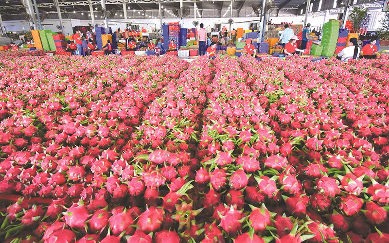 Thanh long Việt Nam nhiều cơ hội hiện diện tại thị trường Australia và New Zealand.