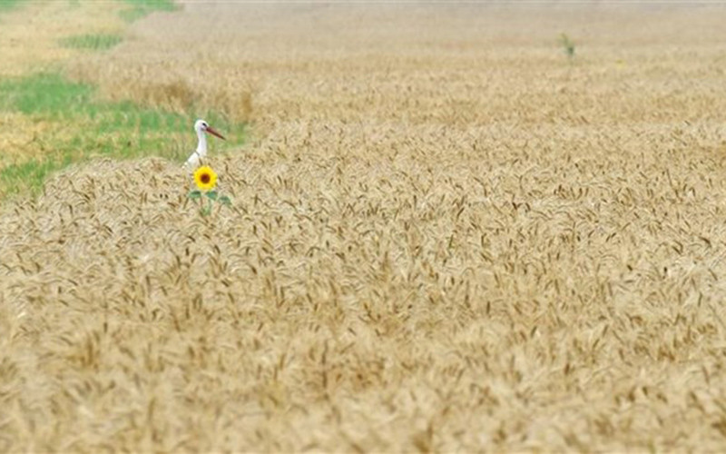 Một cánh đồng lúa mì ở làng Mala Dyvitsya, Ukraine. (Ảnh: AFP/TTXVN)
