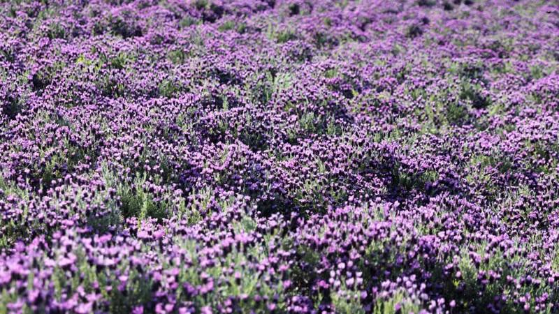 Độc đáo “Quần đảo Tím” hút khách ở Hàn Quốc -0