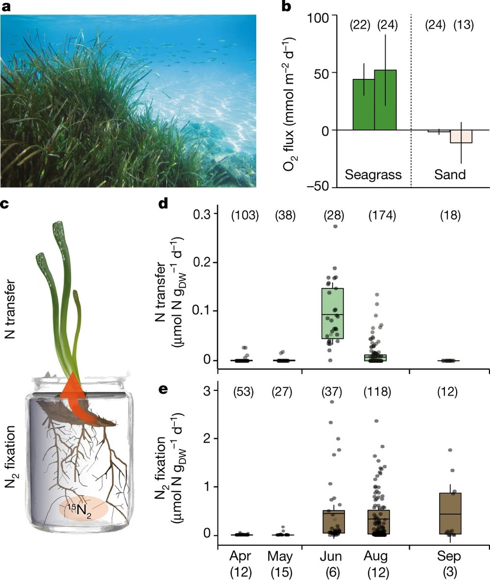 Năng suất và quá trình cố định nitrogen ở rễ và chuyển nitrogen sang lá. Nguồn: Nature. Bí ẩn về sự cộng sinh giúp cung cấp năng lượng loại bỏ carbon trên biển -0