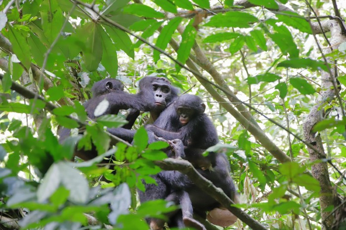 Bonobo mẹ tên là Marie cùng hai con ruột 5 tuổi và 2 tuổi, và con nuôi Flora gần 3 tuổi. Ảnh: Tiến sĩ Nahoko Tokuyama. Lần đầu tiên ghi nhận loài tinh tinh lùn chăm sóc con nuôi -0