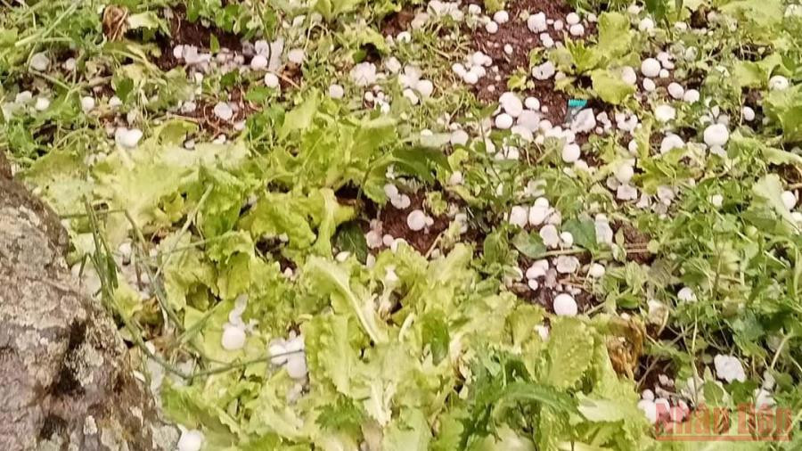  Mưa đá tại Sơn La đã gây nhiều thiệt hại về tài sản, hoa màu của người dân. 