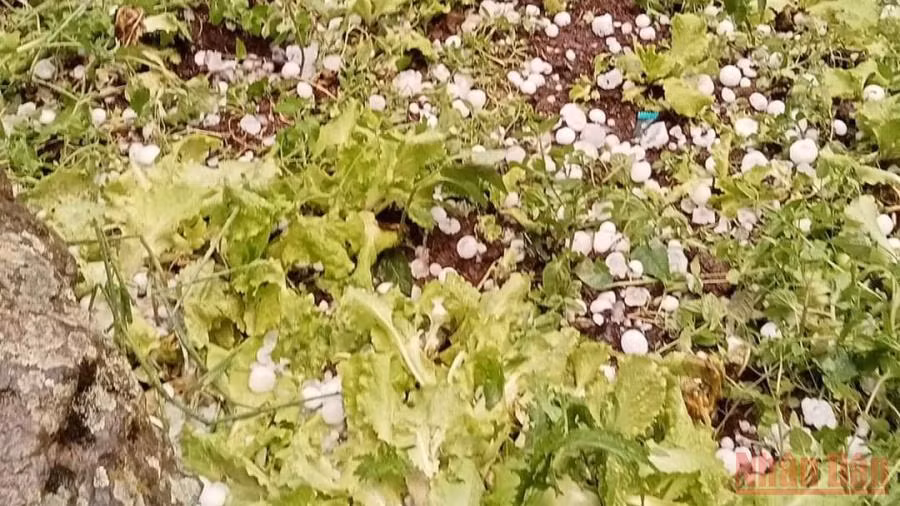  Mưa đá tại Sơn La đã gây nhiều thiệt hại về tài sản, hoa màu của người dân. 