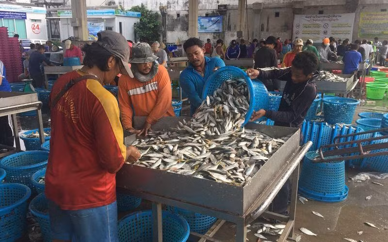 Lao động nhập cư làm việc tại một cảng cá ở tỉnh Samut Sakhon. (Ảnh: Reuters).