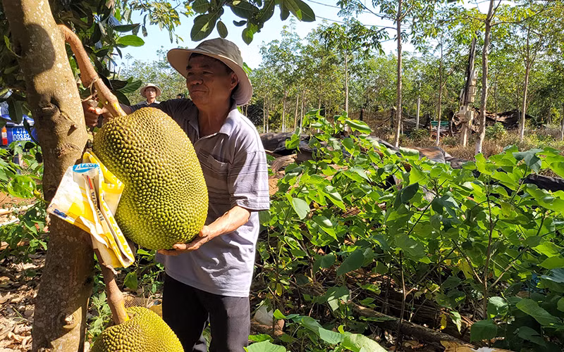 Tăng cường sử dụng thuốc bảo vệ thực vật sinh học và phân bón hữu cơ -0