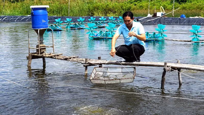 Chủ tịch Hợp tác xã nuôi tôm năng suất cao Tân Hưng thăm ao tôm đến lứa nhưng không thu hoạch vì giá đang giảm.