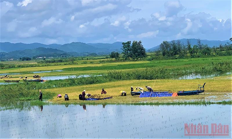 Nhờ vào nguồn nước hồ Lắk, đồng bào M’nông ở đây sản xuất lúa nước hai vụ mỗi năm. Thơ mộng hồ Lắk giữa đại ngàn Tây Nguyên -0
