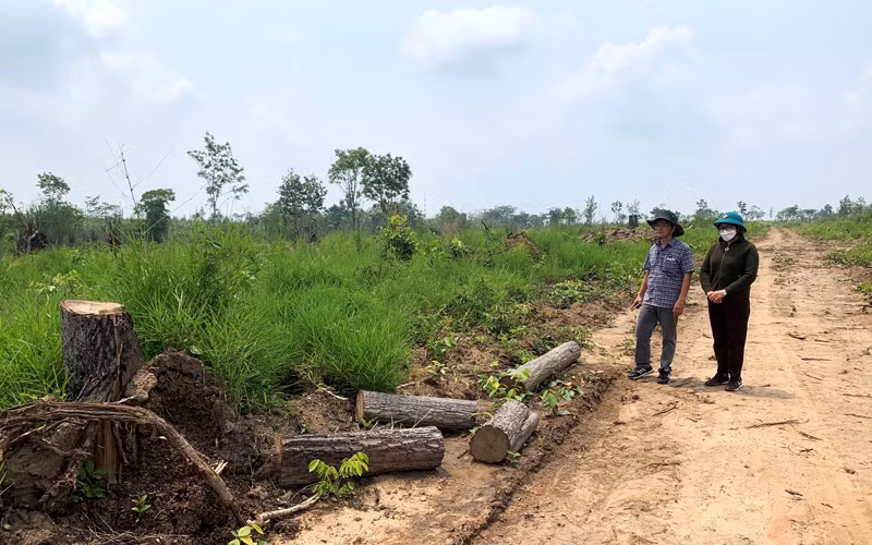 Nhiều diện tích rừng và đất lâm nghiệp được Ủy ban nhân dân tỉnh Đắk Lắk cho các doanh nghiệp thuê thực hiện dự án nông-lâm nghiệp trên địa bàn huyện Ea Súp bị phá và lấn chiếm trái phép.