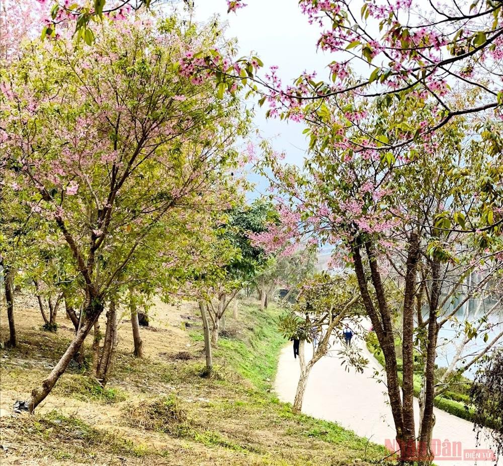 Hoa đào cũng bắt đầu nở ở Bắc Hà “Thập lý đào hoa” trên “cao nguyên trắng” Bắc Hà -0