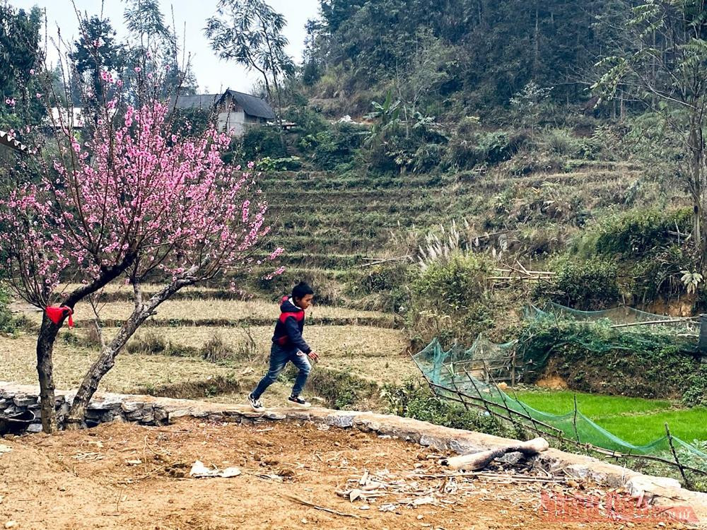 Một cây đào lâu năm ở thôn Ngải Thầu “Thập lý đào hoa” trên “cao nguyên trắng” Bắc Hà -0