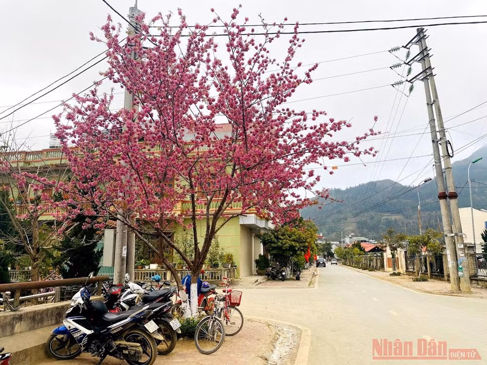 “Thập lý đào hoa” trên “cao nguyên trắng” Bắc Hà -0