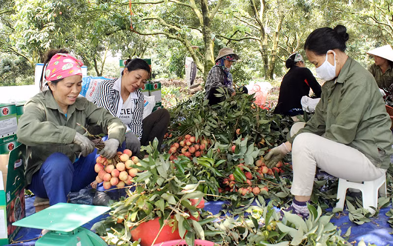 Nhiều hộ nông dân huyện Phù Cừ (Hưng Yên) thoát nghèo nhờ dòng vốn chính sách ưu đãi của Ngân hàng Chính sách xã hội.