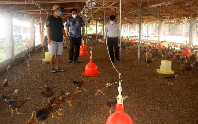 Một trang trại chăn nuôi gia cầm ở tỉnh Đồng Nai.