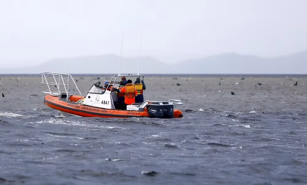 Cứu được 88 cá voi trong vụ mắc cạn hàng loạt ở Australia -0