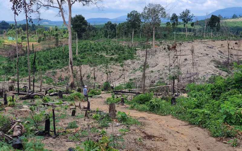 Những quả đồi trọc, trơ trọi cây tại vị trí 17ha đất rừng bị tàn phá.