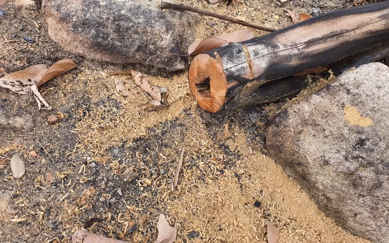 Đùn đẩy trách nhiệm quản lý 17ha đất rừng bị tàn phá -0