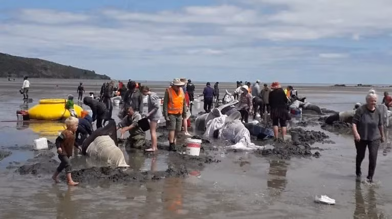Hơn chục cá voi chết vì mắc cạn trên bãi biển New Zealand -0