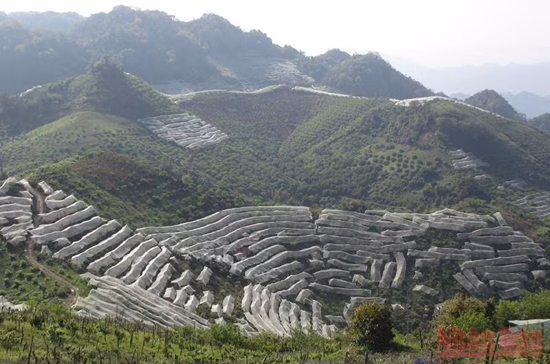 Mắc lưới chống mưa đá của nông dân Sơn La -0