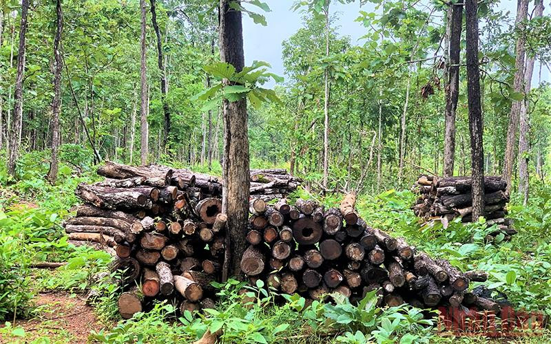 Bao quanh các bãi tập kết gỗ trái phép này là rừng tự nhiên hàng trăm năm tuổi do Trung tâm Bảo tồn voi Đắk Lắk quản lý. Khởi tố vụ án hình sự về tội vi phạm quy định về khai thác, bảo vệ rừng và lâm sản -0
