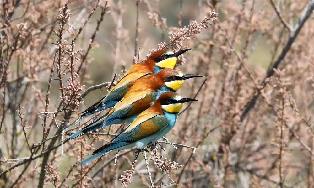 Những bức ảnh ấn tượng về động vật hoang dã trong tuần -0