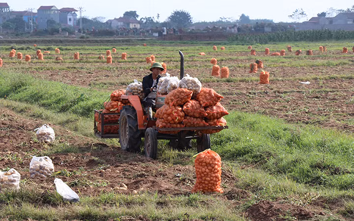 Thu hoạch khoai tây ở huyện Quế Võ.