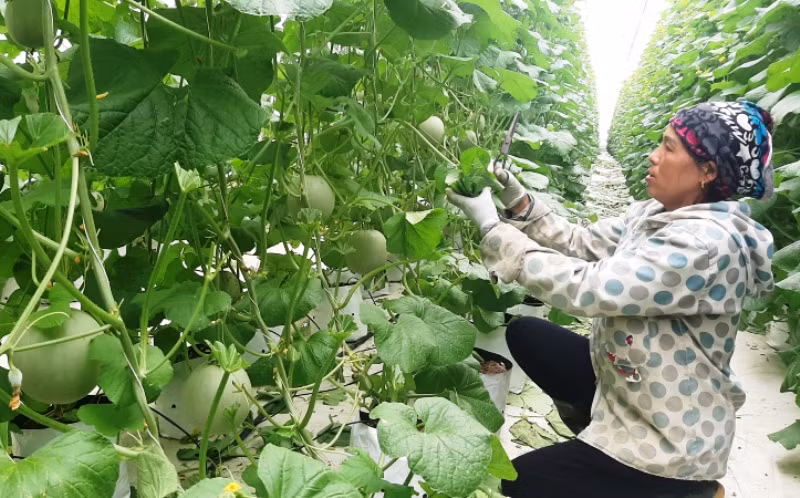 Đổi thay trên đồng đất Xô-viết -0