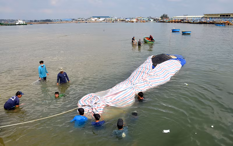 Xác cá voi được ngư dân phường Đức Long, TP Phan Thiết (Bình Thuận) đưa vào Cảng Phan Thiết.