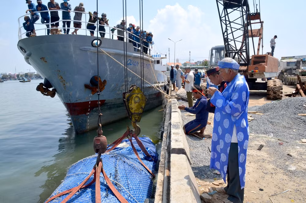 Cá voi dài 16 mét, nặng hơn sáu tấn chết ở vùng biển Bình Thuận -0