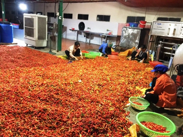 Thành viên HTX tương ớt Mường Khương chế biến sản phẩm tương ớt. Giải pháp hiện thực hóa hai chương trình mục tiêu quốc gia (bài 2) -0