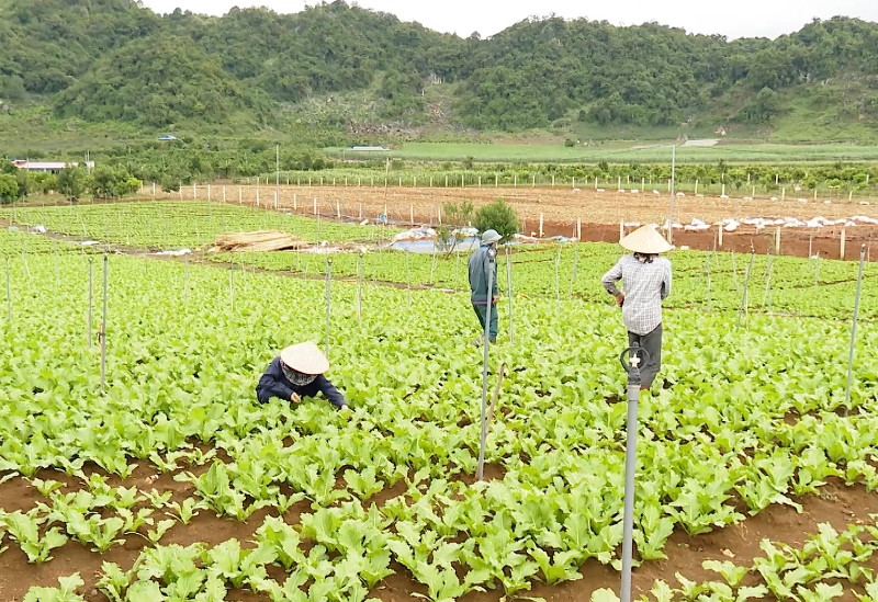 Qua rà soát có nhiều diện tích đất hiện tại đang được cho mượn hoặc cho thầu lại. Vì sao 194 công nhân ở Sơn La bị chấm dứt hợp đồng lao động? -0