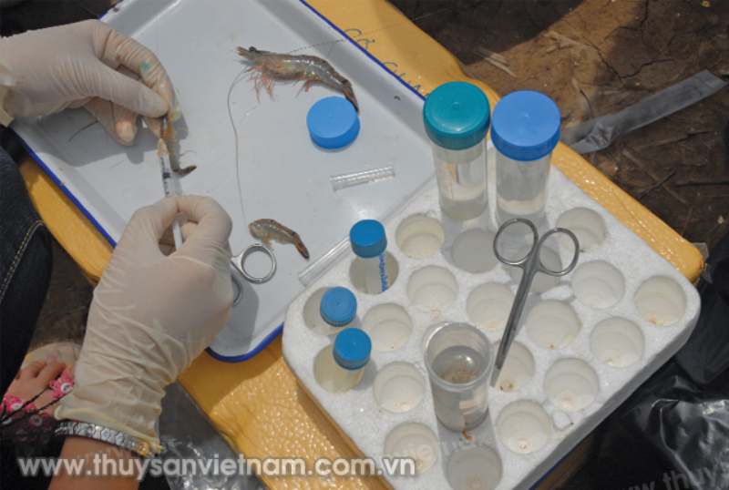 Diến biến dịch bệnh cây trồng, vật nuôi trong những tháng cuối năm khá phức tạp. (Ảnh minh họa) Kiểm soát tốt dịch bệnh cây trồng, vật nuôi -0