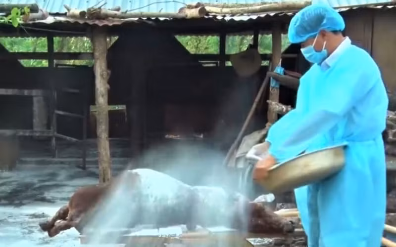 Cán bộ thú y huyện Cư Kuin rải hóa chất xử lý môi trường một con bò chết vì bệnh viêm da nổi cục trên trâu, bò trước khi tiêu hủy.