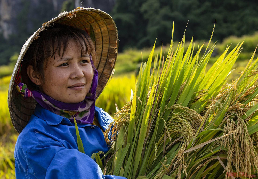 Vụ lúa xuân năm nay, năng suất lúa ở huyện Anh Sơn ước đạt từ 68 đến 72 tạ/ha. 11_mua_gat_anh_son-1621126667257.jpeg