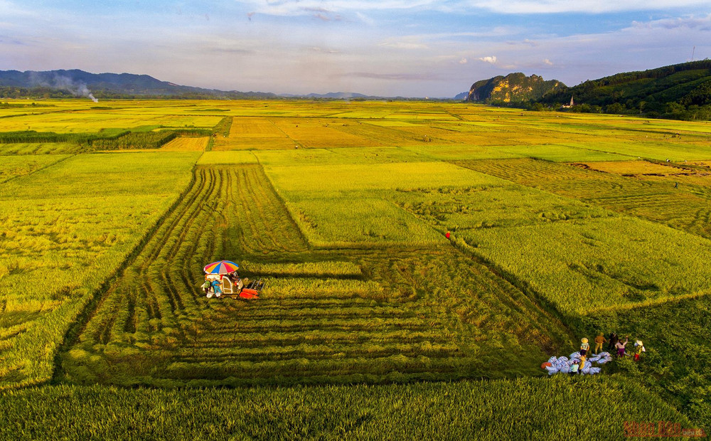 Thu hoạch lúa giữa những ngày nắng nóng, bà con nông dân các địa phương rất vất vả để vừa chống chọi với nắng nóng gay gắt, vừa đẩy nhanh tiến độ công việc cho kịp thời vụ. 1_mua_gat_anh_son-1621126577974.jpg