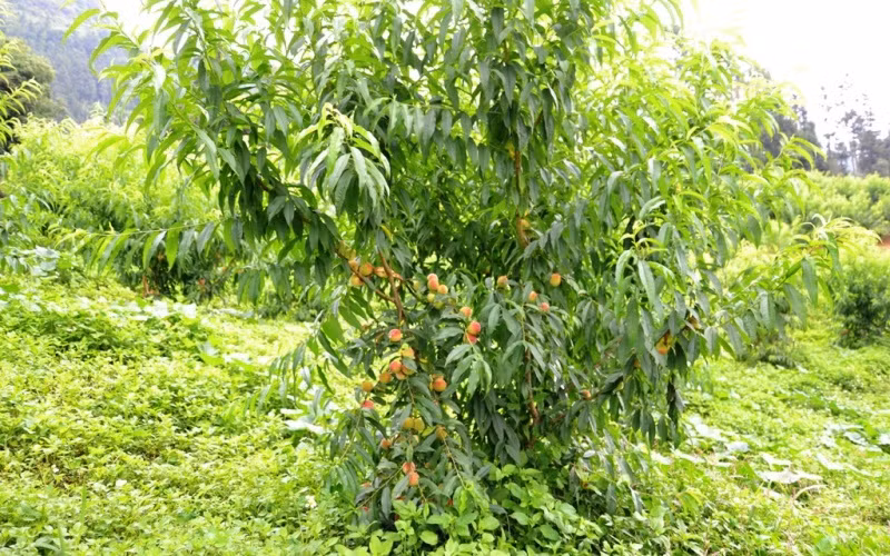 Giống đào Pháp chín sớm thích hợp với khí hậu ôn đới của cao nguyên Bắc Hà.